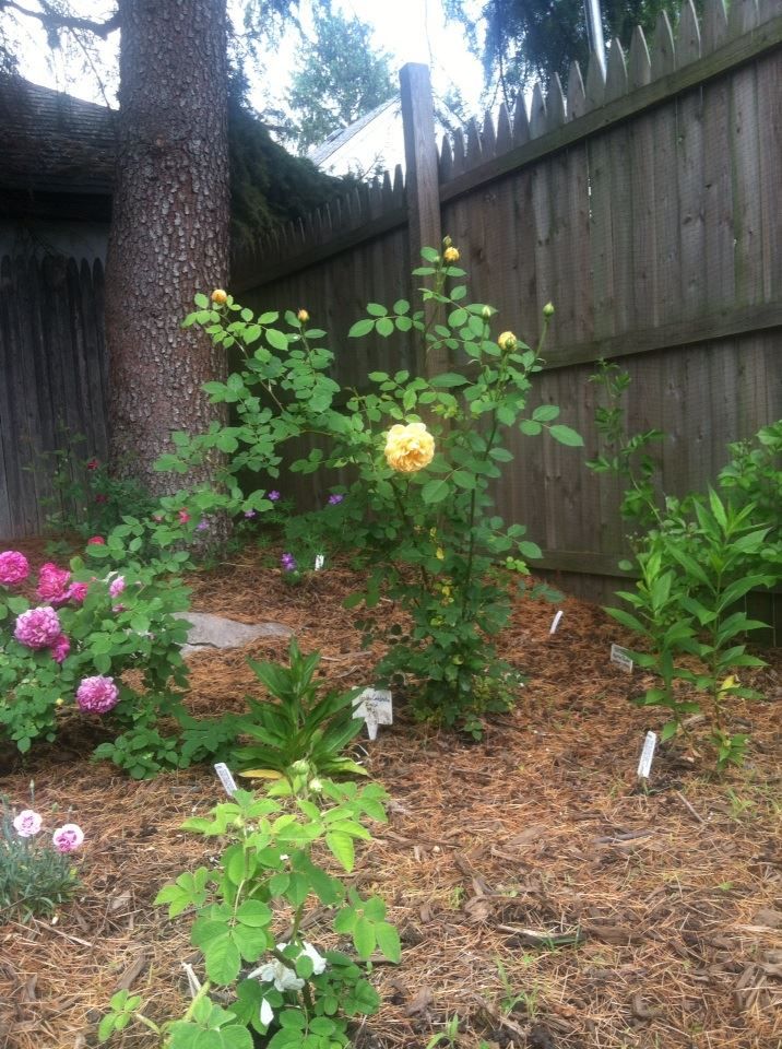 photo 10428076_10152151279107285_4811729527660387060_n.jpg